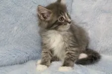 メインクーン【北海道・男の子・2017年1月15日・ブルータビー&ホワイト】の写真4「目鼻立ち綺麗ですよ～」