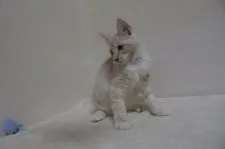 メインクーン【北海道・男の子・2020年7月9日・クリームタビー&ホワイト】の写真4「綺麗な毛色」