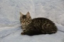 メインクーン【北海道・女の子・2016年9月13日・ブラウンタビー】の写真5「愛らしい子です!」