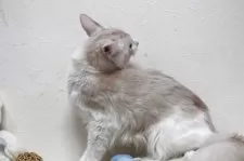 メインクーン【北海道・男の子・2024年3月1日・クリーム&ホワイト】の写真11「淡い優しい毛色です。」