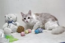 メインクーン【北海道・男の子・2024年3月1日・クリーム&ホワイト】の写真12「とても綺麗な子です。優しい方お声かけて下さい♪」