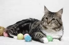 メインクーン【北海道・男の子・2024年4月5日・ブラウンクラッシックタビー&ホワイト】の写真12