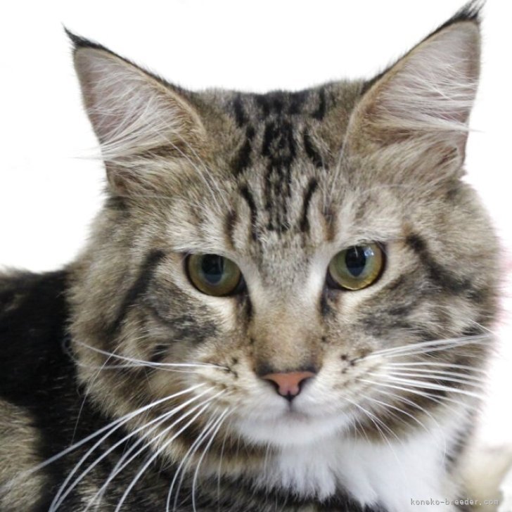 T.T 様のお迎えした子猫