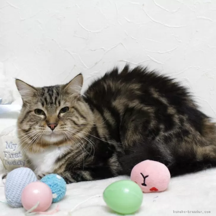 T.T 様のお迎えした子猫