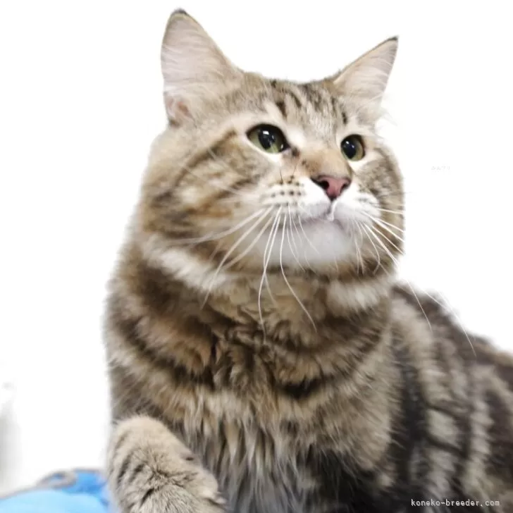 ID：2406-02300の子猫