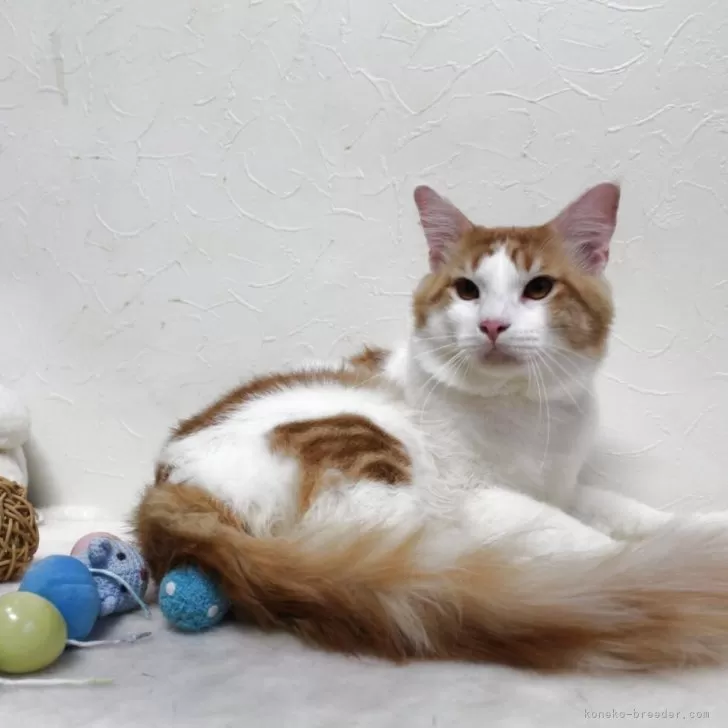 ID:2505-00376の子猫