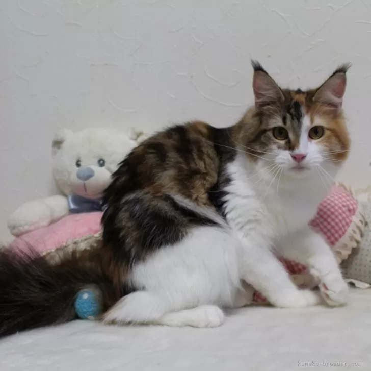 ID：2404-01221の子猫