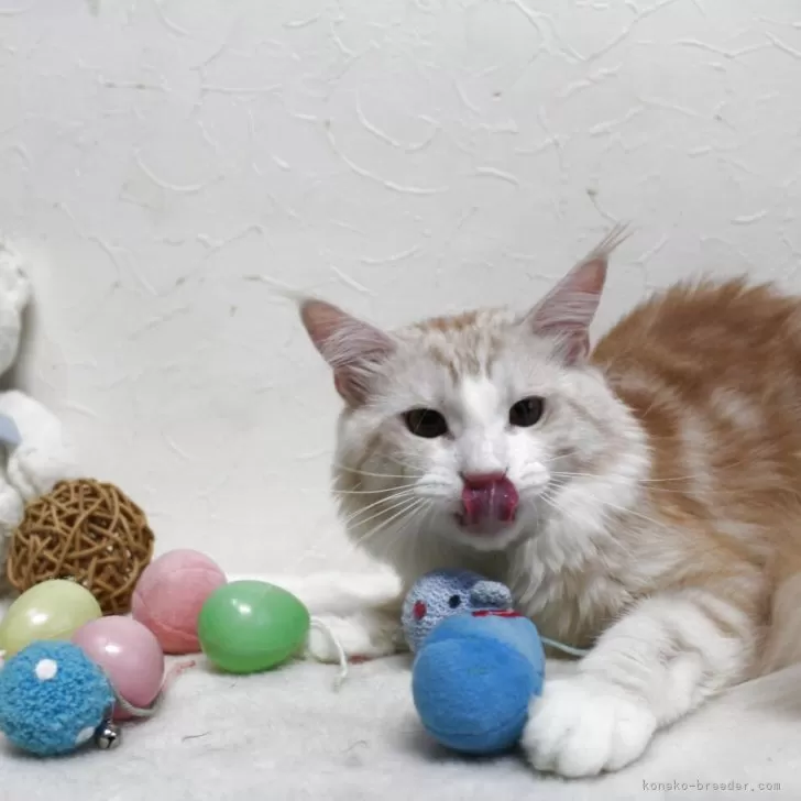 メインクーン【北海道・男の子・2023年12月2日・レッドクラッシック&amp;ホワイト】の写真1