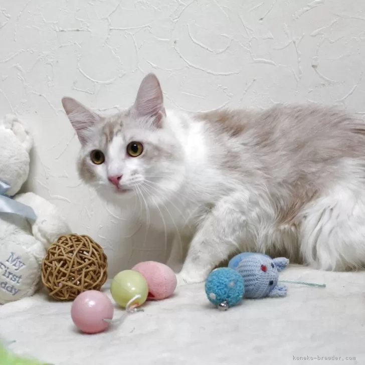 メインクーン【北海道・男の子・2024年3月1日・クリーム&amp;ホワイト】の写真1「とても綺麗な男の子です。」