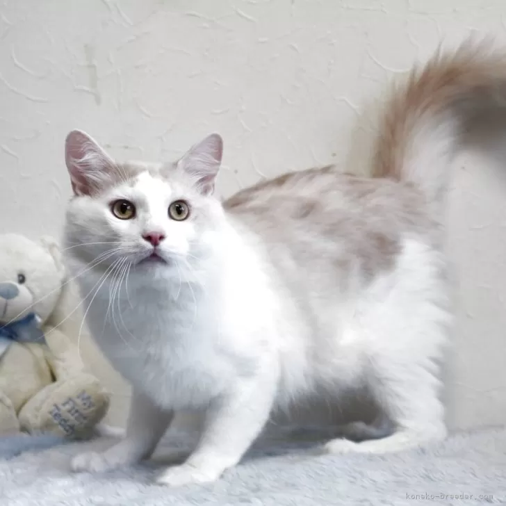 メインクーン【北海道・男の子・2024年4月8日・クリーム&amp;ホワイト】の写真1「甘えん坊さんです。溺愛して頂ける方問合せ頂けると幸いです💕」