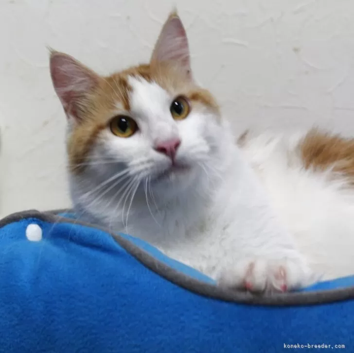 ID：2310-00930の子猫