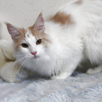 メインクーン【北海道・女の子・2024年1月27日・クリーム&ホワイト】の写真「　💕超甘えん坊さん💕素敵な女の子です♪」