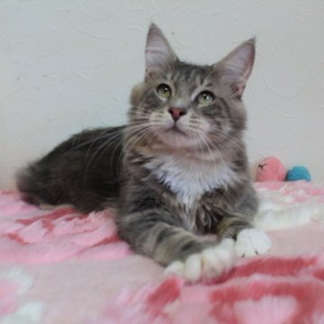 メインクーン【北海道・男の子・2024年6月1日・ブルータビー&ホワイト】の写真「🌼甘える為に生まれた様な子🌼🍀他費用込み！」