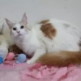 メインクーン