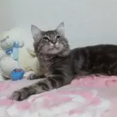 メインクーン