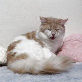 メインクーン