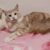 メインクーン