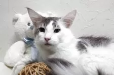 メインクーン【北海道・男の子・2024年6月1日・ブルー&ホワイト】の写真3「一杯甘えたい～子です。」