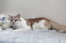 メインクーン【北海道・男の子・2024年4月8日・クリーム&ホワイト】の写真3「性格穏やかないい子です。」