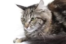 メインクーン【北海道・女の子・2024年7月12日・ブラウンパッチドタビー】の写真3「美形な子です。」