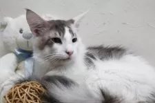 メインクーン【北海道・男の子・2024年6月1日・ブルー&ホワイト】の写真4「優しい方お声かけて下さい♪」