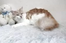 メインクーン【北海道・男の子・2024年4月8日・クリーム&ホワイト】の写真4「甘えん坊な子です。」