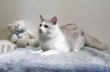 メインクーン【北海道・男の子・2024年4月8日・クリーム&ホワイト】の写真4「綺麗な顔立ちの子です。」