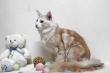 メインクーン【北海道・男の子・2023年12月2日・レッドクラッシック&ホワイト】の写真2