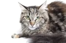 メインクーン【北海道・女の子・2024年7月12日・ブラウンパッチドタビー】の写真4「この瞳が大好きです。」