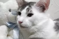 メインクーン【北海道・男の子・2024年6月1日・ブルー&ホワイト】の写真5「立派なメインクーンになるよ！」