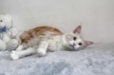 メインクーン【北海道・男の子・2023年12月2日・レッドクラッシック&ホワイト】の写真5「小さなころからアピールが💦一般の方お声かけてください～」