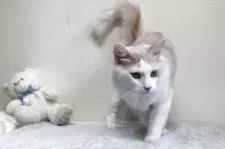 メインクーン【北海道・男の子・2024年4月8日・クリーム&ホワイト】の写真5「美しいメインクーンです。」