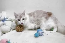 メインクーン【北海道・男の子・2024年3月1日・クリーム&ホワイト】の写真5「控え目ですが良い子です。」