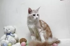 メインクーン【北海道・男の子・2023年12月2日・レッドクラッシック&ホワイト】の写真3