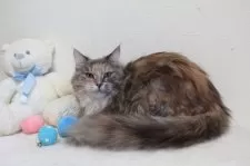 メインクーン【北海道・女の子・2023年5月27日・ブルーパッチドタビー&ホワイト】の写真5「性格女の子らしいです。」