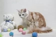 メインクーン【北海道・男の子・2023年12月2日・レッドクラッシック&ホワイト】の写真4