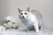 メインクーン【北海道・男の子・2024年4月8日・クリーム&ホワイト】の写真6「綺麗なまま成長しています。」