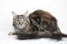 メインクーン【北海道・女の子・2024年7月12日・ブラウンパッチドタビー】の写真6「毛色も女の子らしいです。」