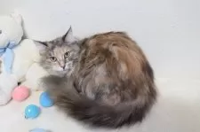 メインクーン【北海道・女の子・2023年5月27日・ブルーパッチドタビー&ホワイト】の写真6「慣れない事は苦手です。猫あるある」