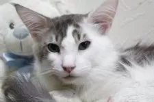 メインクーン【北海道・男の子・2024年6月1日・ブルー&ホワイト】の写真6「甘えん坊な僕ちゃん💕」