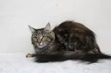 メインクーン【北海道・女の子・2024年7月12日・ブラウンパッチドタビー】の写真7「性格良い子です。」