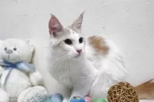 メインクーン【北海道・女の子・2024年1月27日・クリーム&ホワイト】の写真5「掃除の時必ず飛んで来ます。」