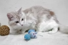 メインクーン【北海道・男の子・2024年3月1日・クリーム&ホワイト】の写真7「美形な子です。」