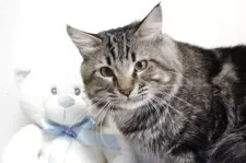 メインクーン【北海道・男の子・2024年7月12日・ブラウンタビー】の写真7「これから楽しみな子です。」