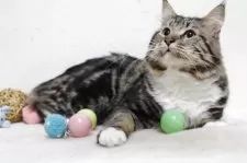 メインクーン【北海道・男の子・2024年4月5日・ブラウンクラッシックタビー&ホワイト】の写真8