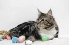 メインクーン【北海道・男の子・2024年4月5日・ブラウンクラッシックタビー&ホワイト】の写真9