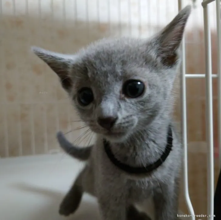 ID：2309-02790の子猫