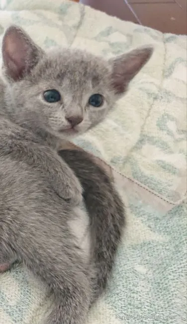 あおにれ 様のお迎えした子猫
