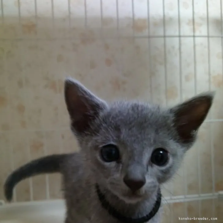 ID：2309-02788の子猫