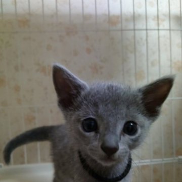 ロシアンブルー【神奈川県・男の子・2023年8月13日・ブルー】の写真「元気な男の子です。」